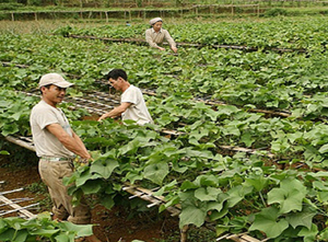 Mô hình trồng su su lấy ngọn đem lại thu nhập cao cho nông dân xã Ngổ Luông ( Tân Lạc)